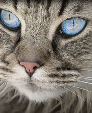 Veterinario Vet Sur Armeñime imagen 1