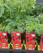 Plants de Tomates 