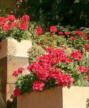 Blumen Wendler Lauf Bild 2