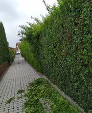 Felix Schön Garten- und Landschaftspflege