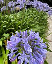 Jardin De La Côte image 9