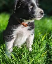 Elevage la Vallée des Petits Bois image 11