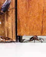 Peachtree Pest Control image 4
