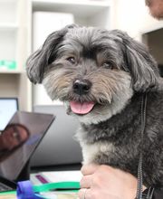 Valley Animal Hospital image 1