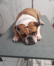 Chadog Toilettage image 7