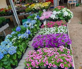 Ingo Salzmann Blumen und Mehr Bild 7