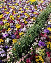 Blumen Steinhilber Weiden Bild 8