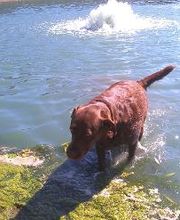 Brentwood Animal Campus image 7