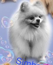 A Fleur De Chiens image 13