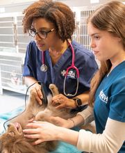 Oath Animal Hospital image 4