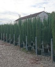 Pepinieres Benoit " La Bartholette SARL " image 8