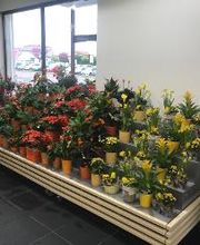 Carrément Fleurs - Fleuriste Tarbes 65 - Livraison de fleurs à domicile image 3