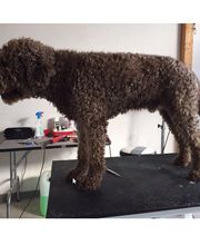 Hundesalon Neuhaus Petra Bild 2