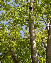 Les Artisans de L'Arbre Sarl Bild 9