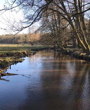RolfsRudel Hundeschule / Rolf Matar Bild 15