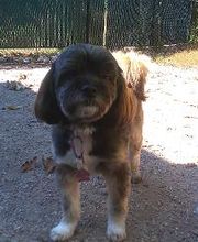 Brentwood Animal Campus image 6