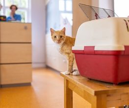 Tierarzt Eckernförde, Tierarztpraxis Heldt Bild 12