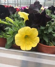 SCEA DE BEAUNE image 5