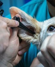Check Up | Tierarztpraxis Steger | München