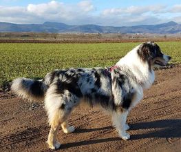 Astuce De Chien image 5