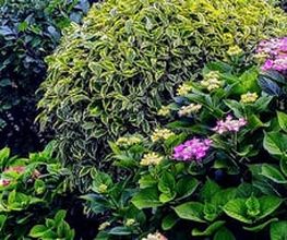 DZ Hauswartung und Gartenunterhalt Bild 3