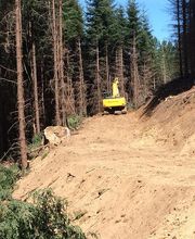 Cardinal Myriam image 10