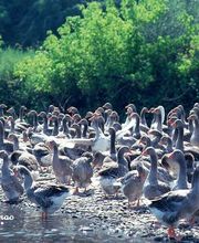 Délices de Turnac image 2