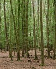 Der FriedWald Dietzenbach ist ein Ort des Erinnerns und Gedenkens.
