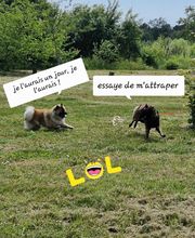 Dog Mood image 4