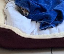 Hundebetreuung Oldies but Goldies Bild 12