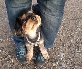 Hundeschule CaniSpirit Bild 2