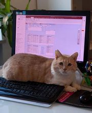 Clinica Veterinaria San Carlo immagine 2