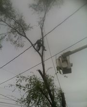 Little C Tree Service image 3