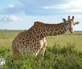 Go'n joy Africa Bild 2