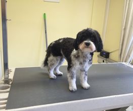 Hundesalon in Liestal - Wir bieten den Tieren eine professionelle Fellpflege. Ein liebevoller und herzlicher Umgang mit Ihrem vierbeinigen Familienmitglied ist für uns oberstes Gebot!
