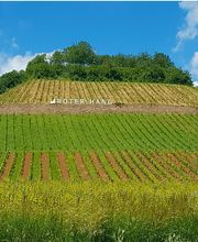 Weingut & Gästehaus Thomas Schwibinger Bild 11