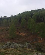 Nesurini Daniele - Lavori Forestali e Segheria Bild 8