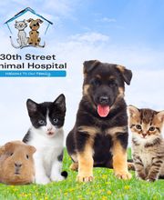 30th Street Animal Hospital image 4