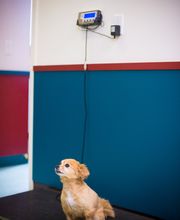 Levittown Animal Hospital image 7