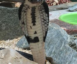 Reptiland image 4