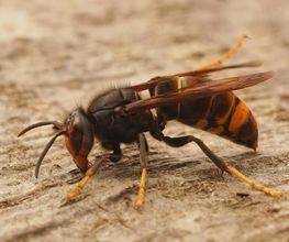Stop Insectes image 2