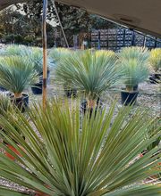 Royal Palm Aix image 18