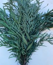 NATURA - FIORI SECCHI PAPA immagine 11