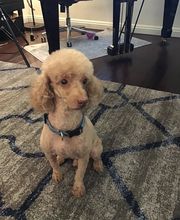 Mutt Hut Pet Grooming image 6