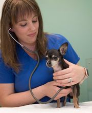 Animal Care Hospital of Morris Inc image 20