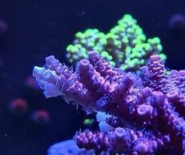 Aqua-Matrix Corals GmbH Bild 13