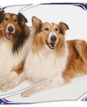 Collies vom Kaninchenhof Bild 1