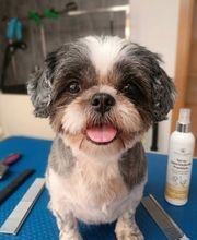Txapoteando Felices Peluquería canina y felina imagen 10