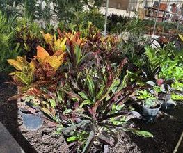 Vivero Las Palmas imagen 1