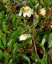 Staudengärtnerei David Müller Bild 37